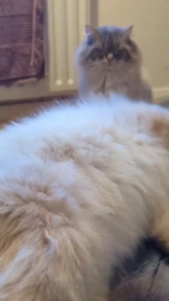 Ragdoll cats for stud: King Baloo 👑  - Video 1