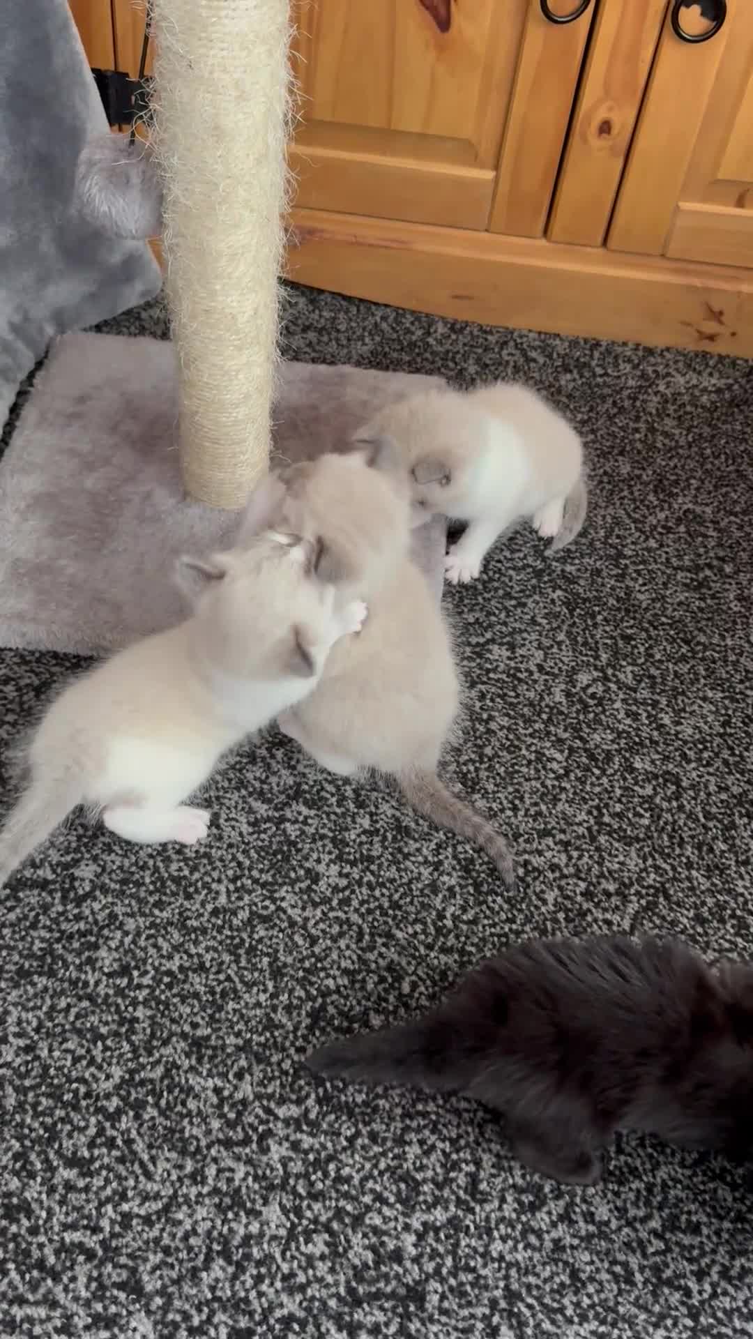 Mixed Breed cats for sale: Tabby mixed with ragdoll - Video 1