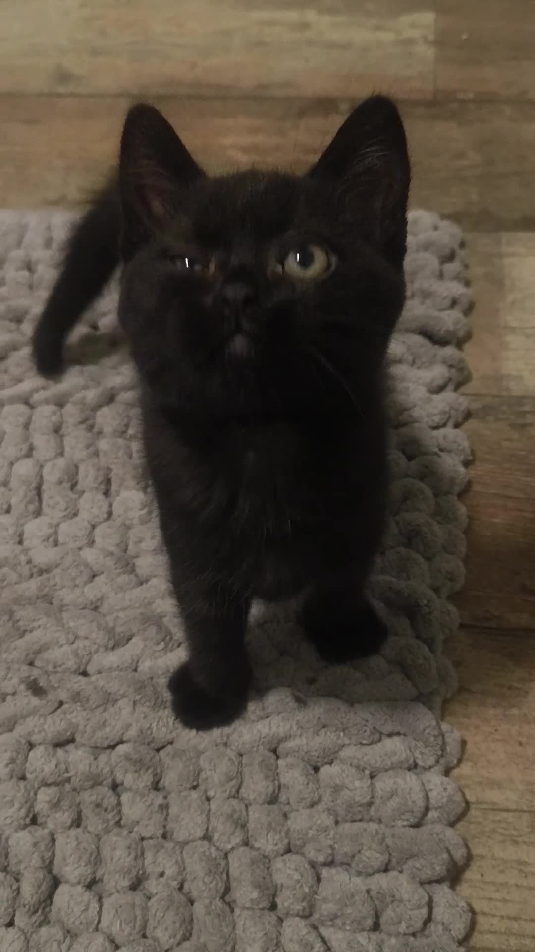 Bengal cats for sale: Bengal x British Shorthair  - Video 2