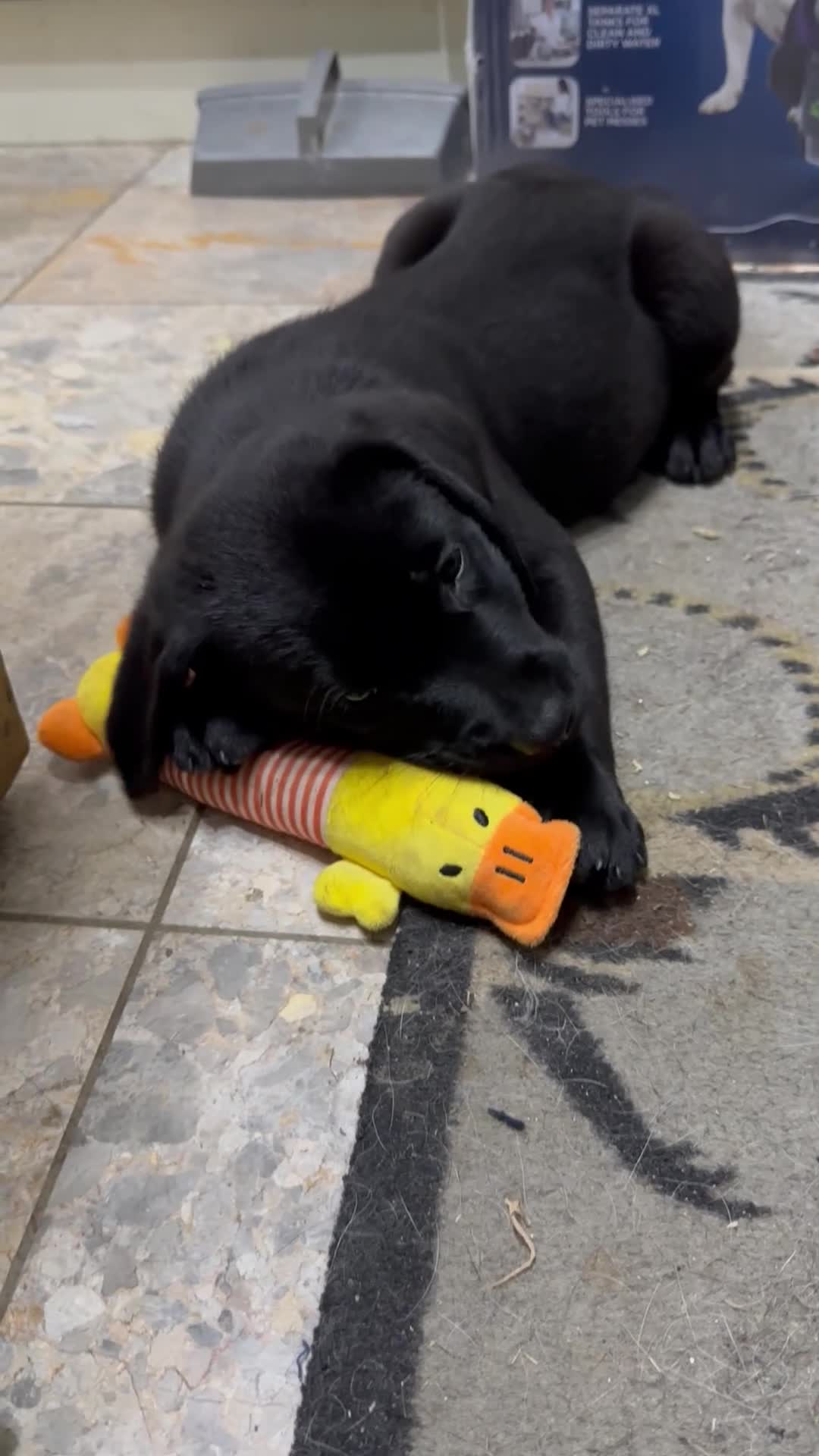 Labrador Retriever dogs for sale: READY NOW - Labrador Retriever- just one black boy - Video 1