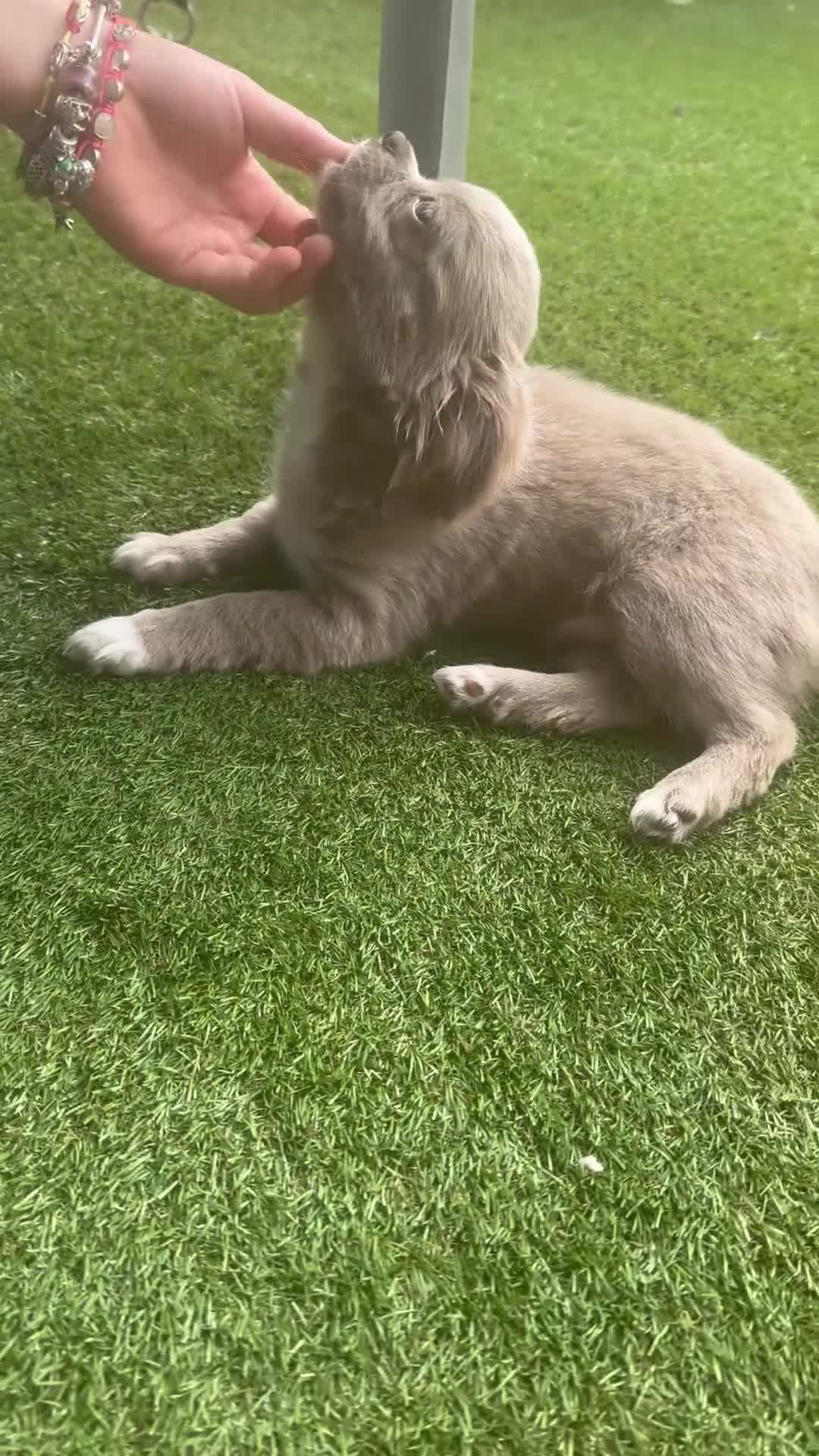 Chihuahua dogs for sale: Longcoat apple head chihuahua Russian blood lines - Video 1