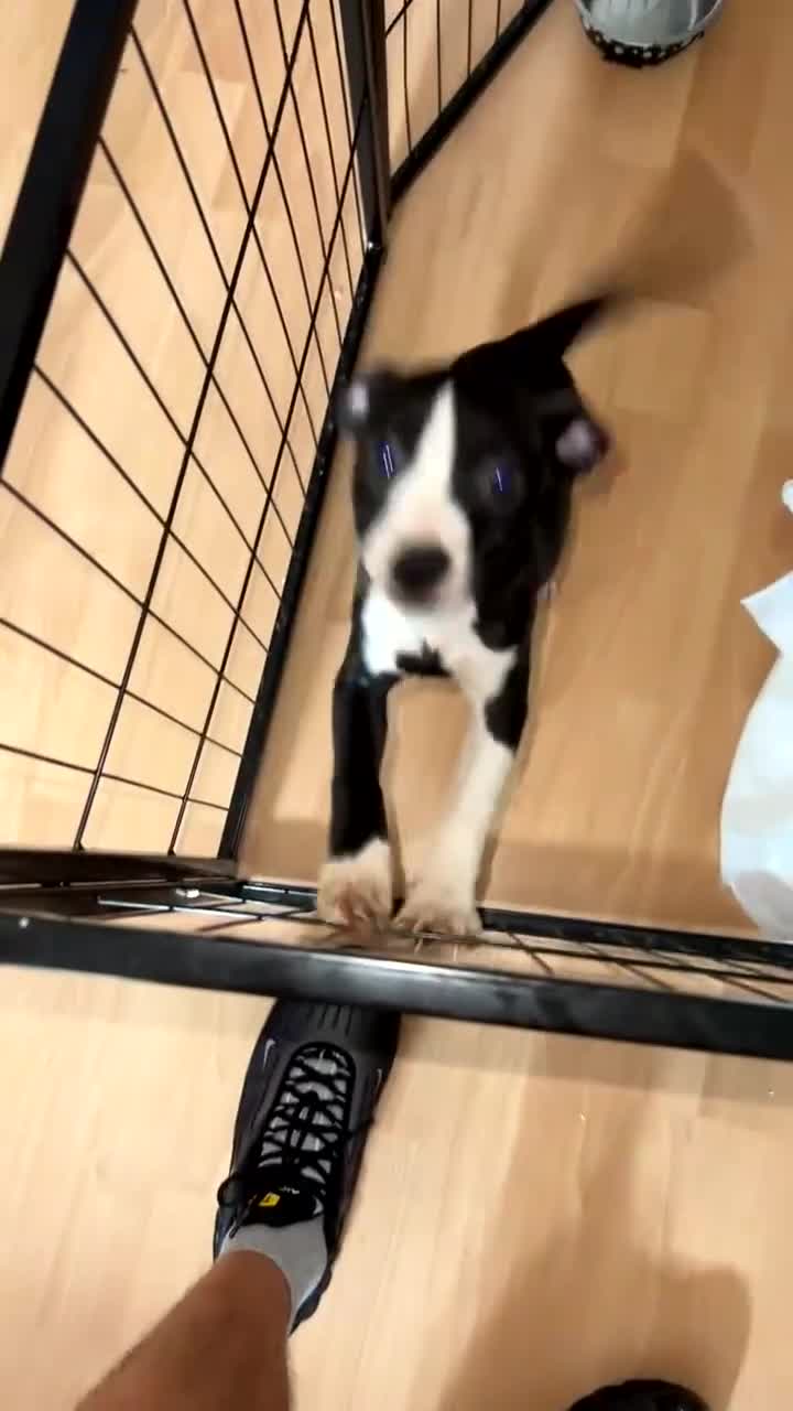Staffordshire Bull Terrier dogs for sale: Staffy Puppy  - Video 1