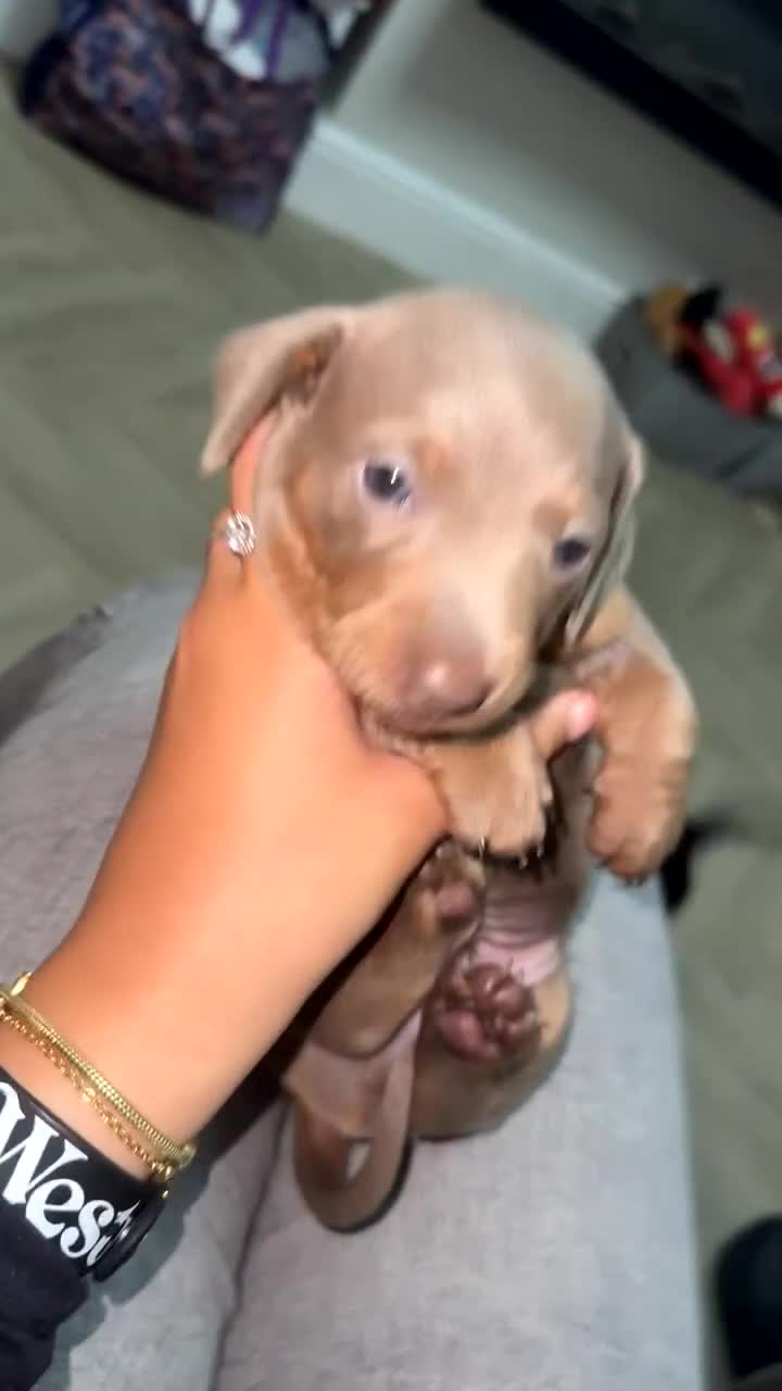 Miniature Dachshund dogs for sale: 2 miniature dachshunds - Video 4