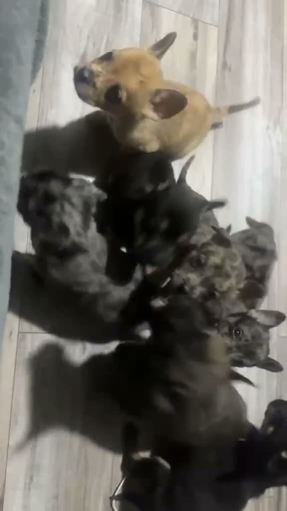 Mixed Breed dogs for sale: Frenchie cross Belgian mal  in Nuneaton - Video 1