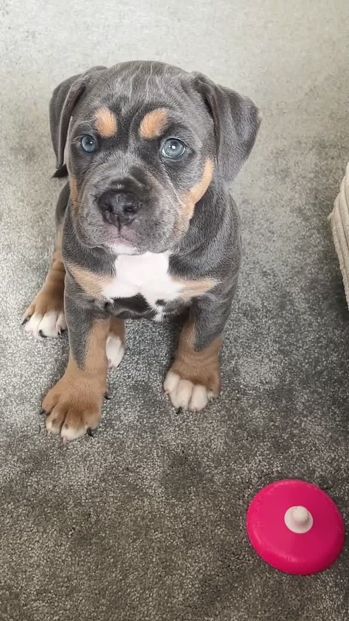 Mixed Breed dogs for sale: Ready to leave olde English bulldog x in Looe - Video 1