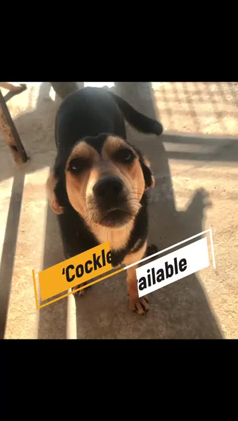 Mixed Breed dogs for adoption: Cockles, approx 1 yr. Reserved STC. - Video 1