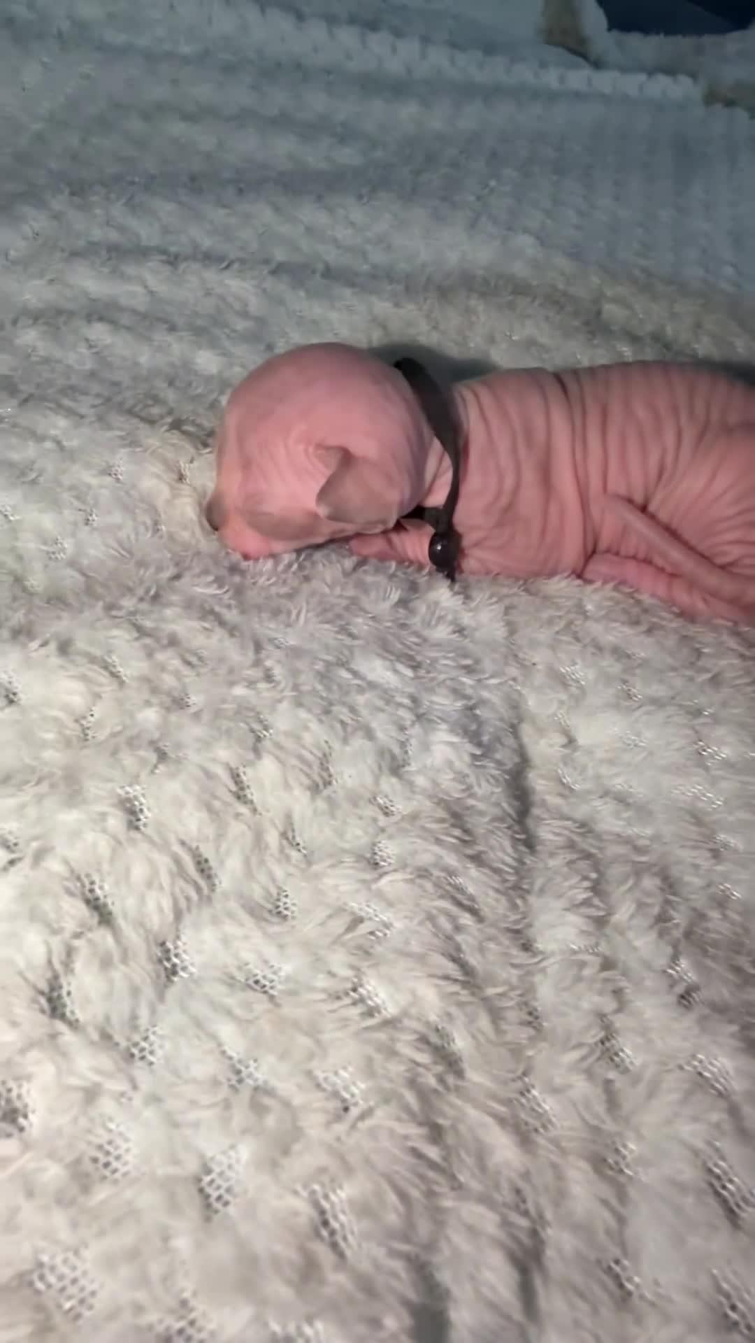 Sphynx cats for sale: ✨ Stunning 3 Elf Sphynx Kittens and one streight  - Video 1