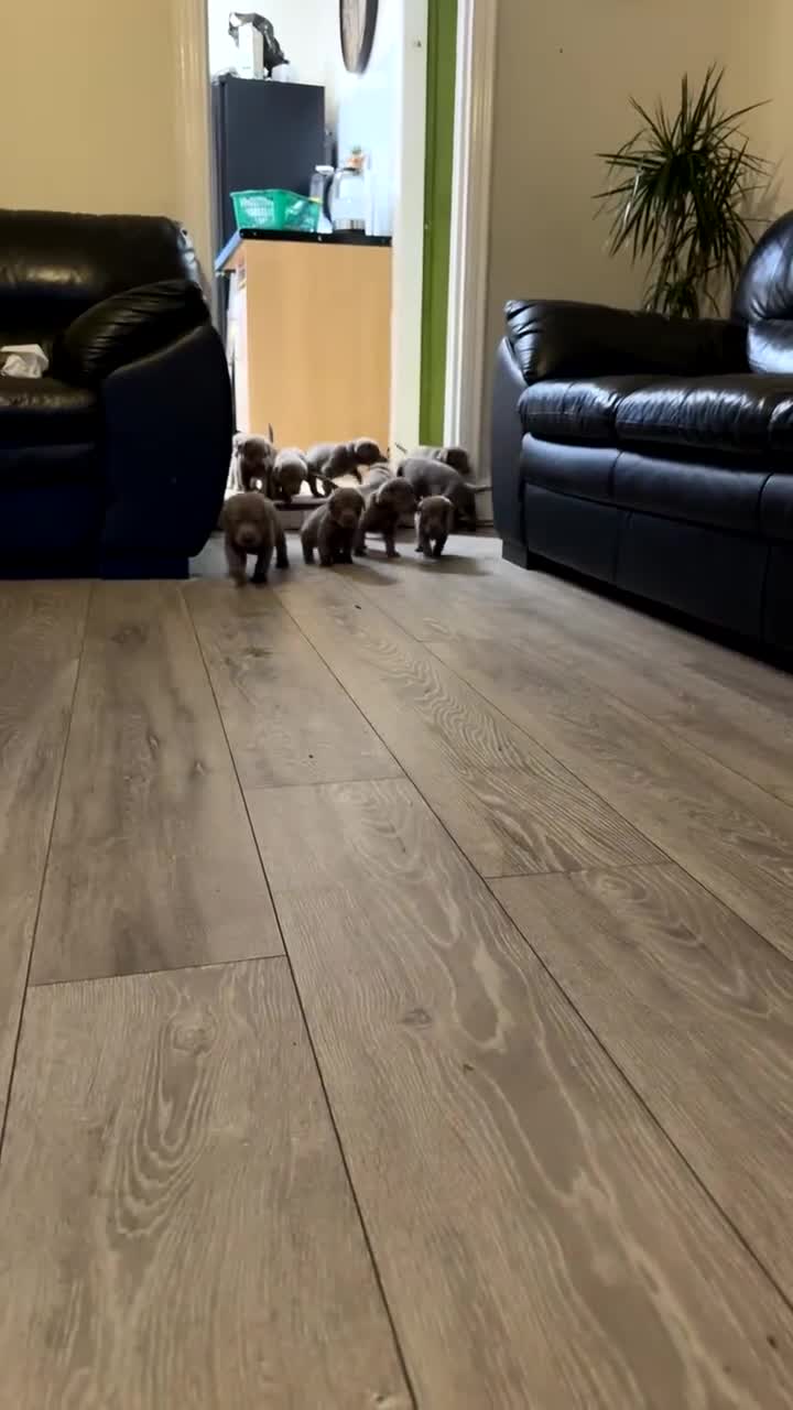Labrador Retriever dogs for sale: Ready to leave 3 girls KC Silver Labrador puppies  - Video 1