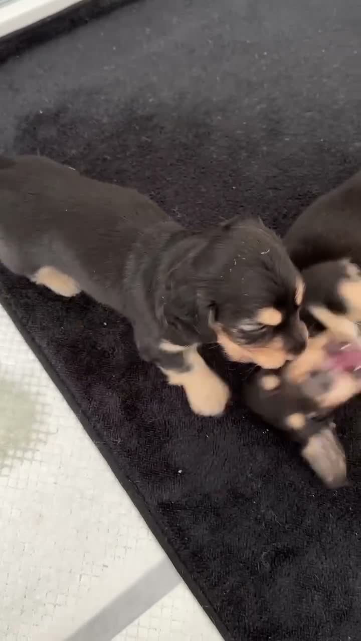 Miniature Dachshund dogs for sale: Long & Short Haired Miniature Daschund Puppies - Video 3