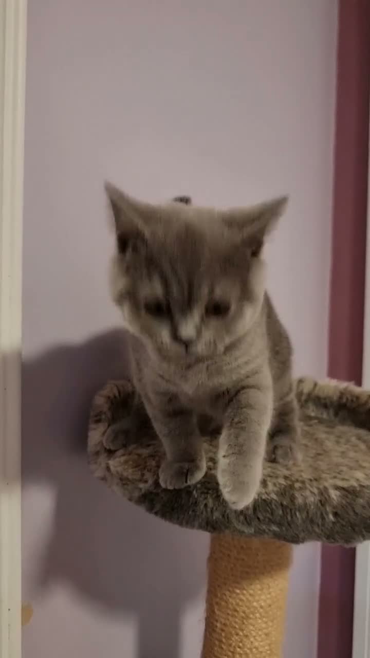 British Shorthair cats for sale: REDUCED PRICE available BSH kittens!!! - Video 1