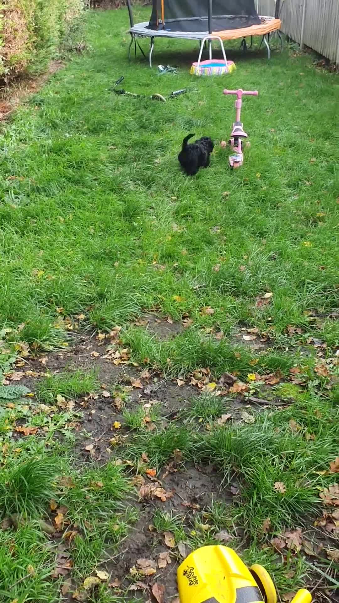 Shihpoo dogs for sale: Shihpoo puppy for sale  - Video 1