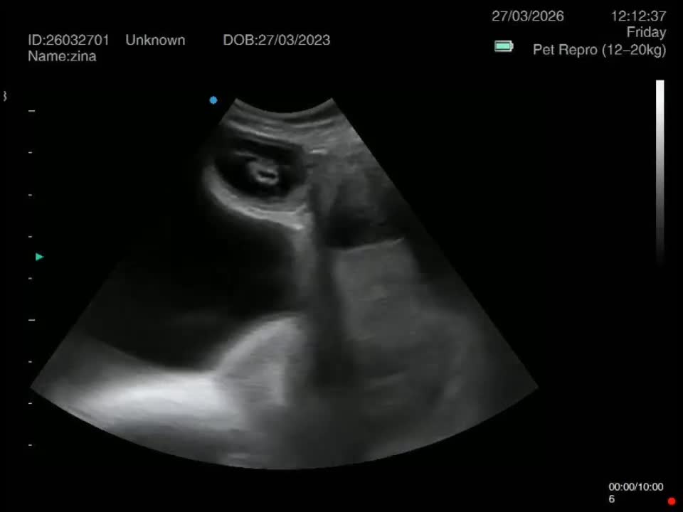 Alapaha Blue Blood Bulldog dogs for sale: Beautiful alpha blue bulldog puppies  in Huddersfield - Video 1