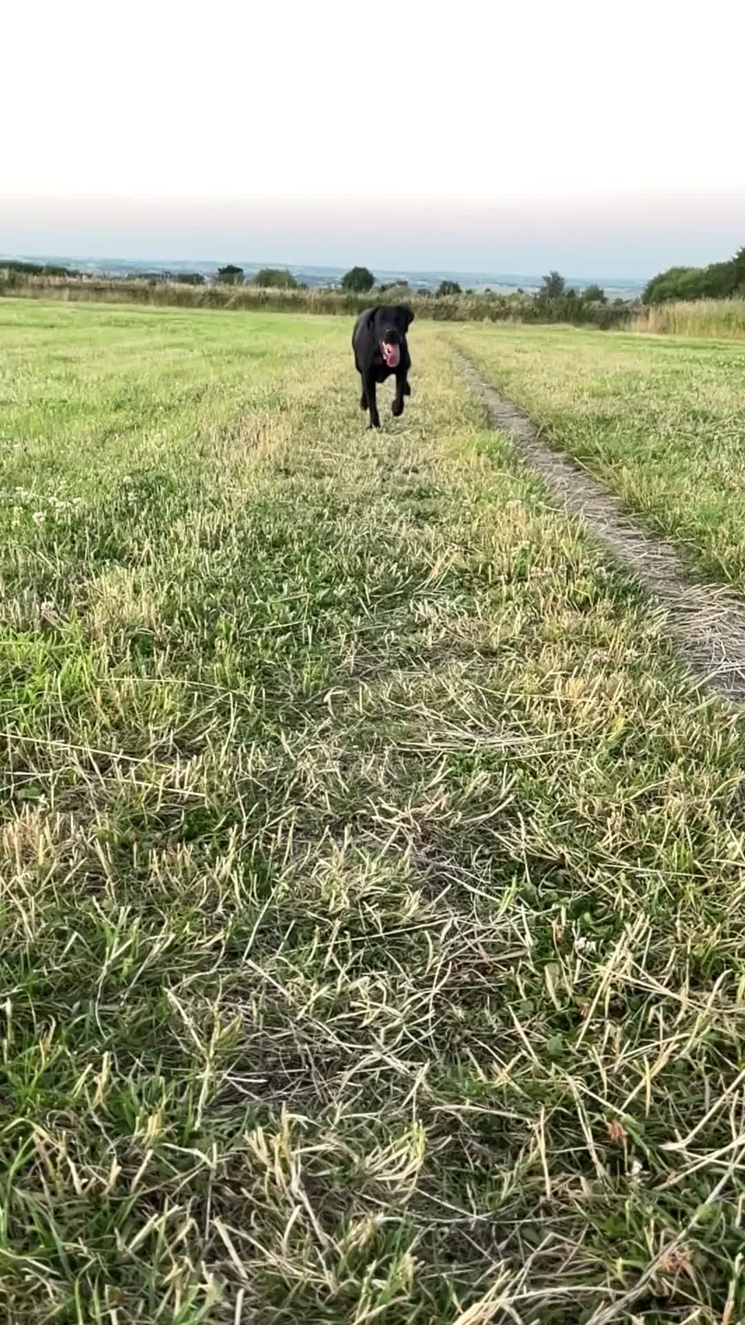 Labrador Retriever dogs for stud: Red, the black Labrador  - Video 1