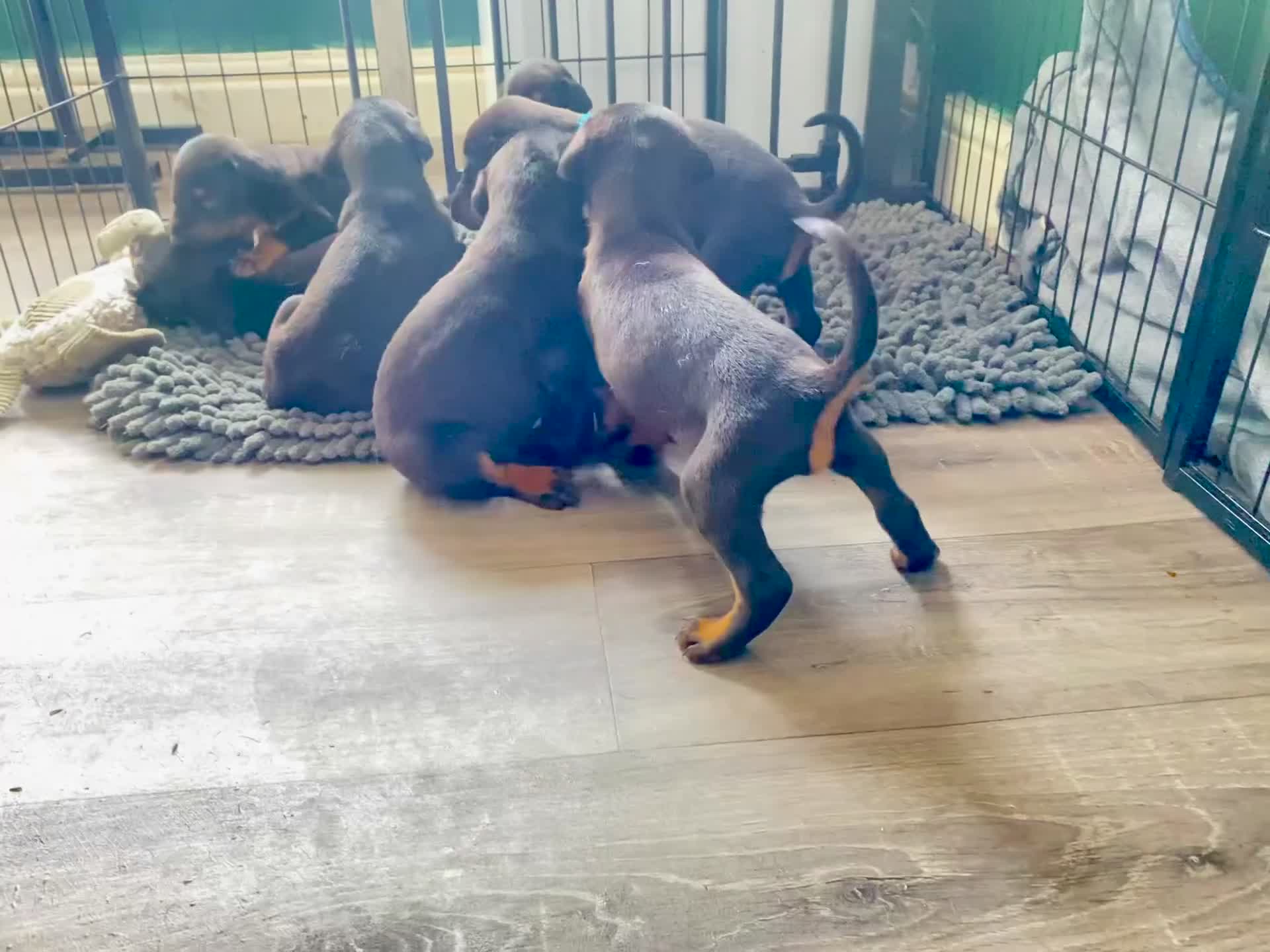 Dobermann dogs for sale: 1 stocky female Doberman left - Video 1