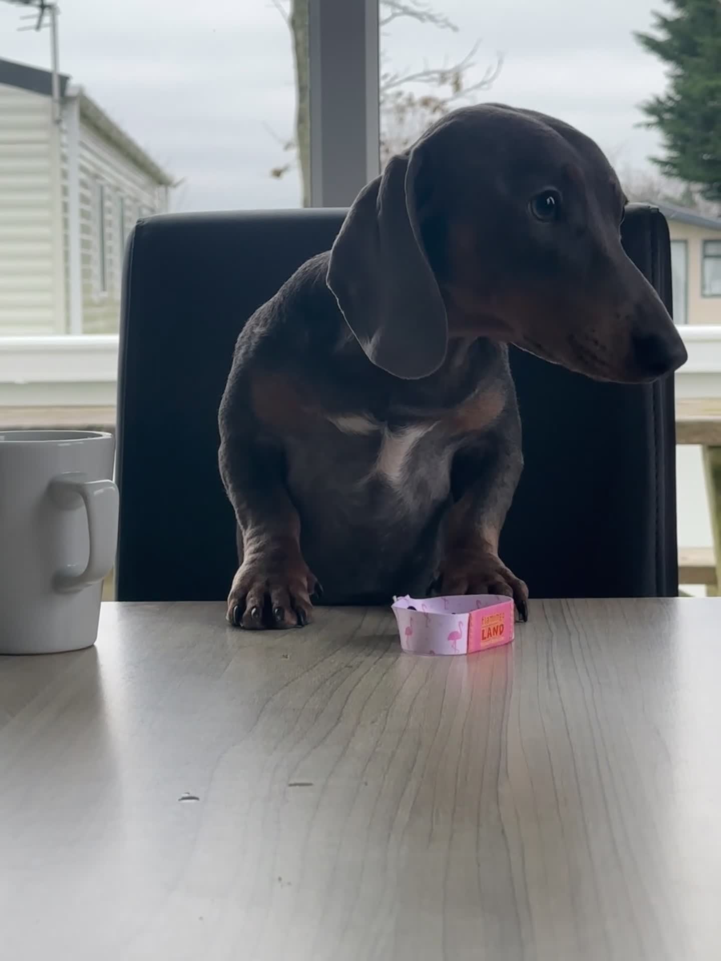 Miniature Dachshund dogs for sale: Male and female miniature dachshunds  - Video 4