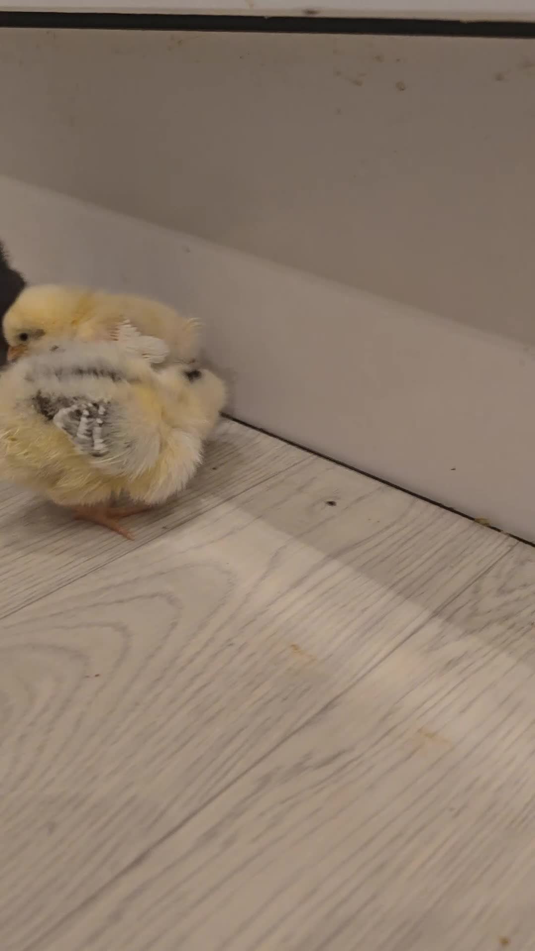 Chickens poultry for sale: Unsexed chicks. in Bradford - Video 1