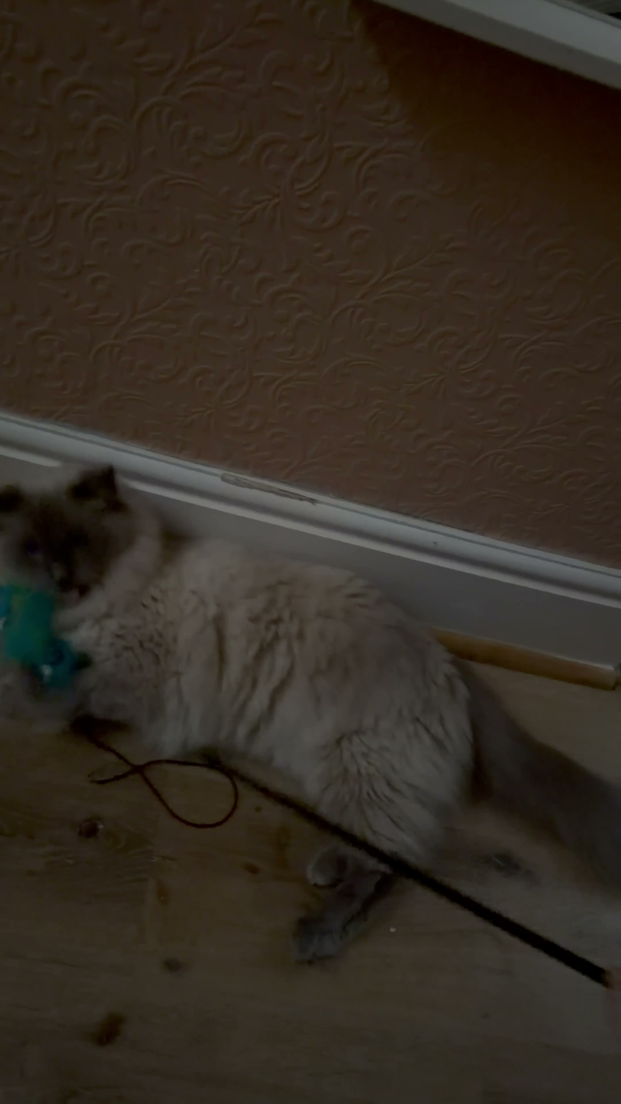 Ragdoll cats for sale: Male ragdoll needing loving home  in Gloucester - Video 1