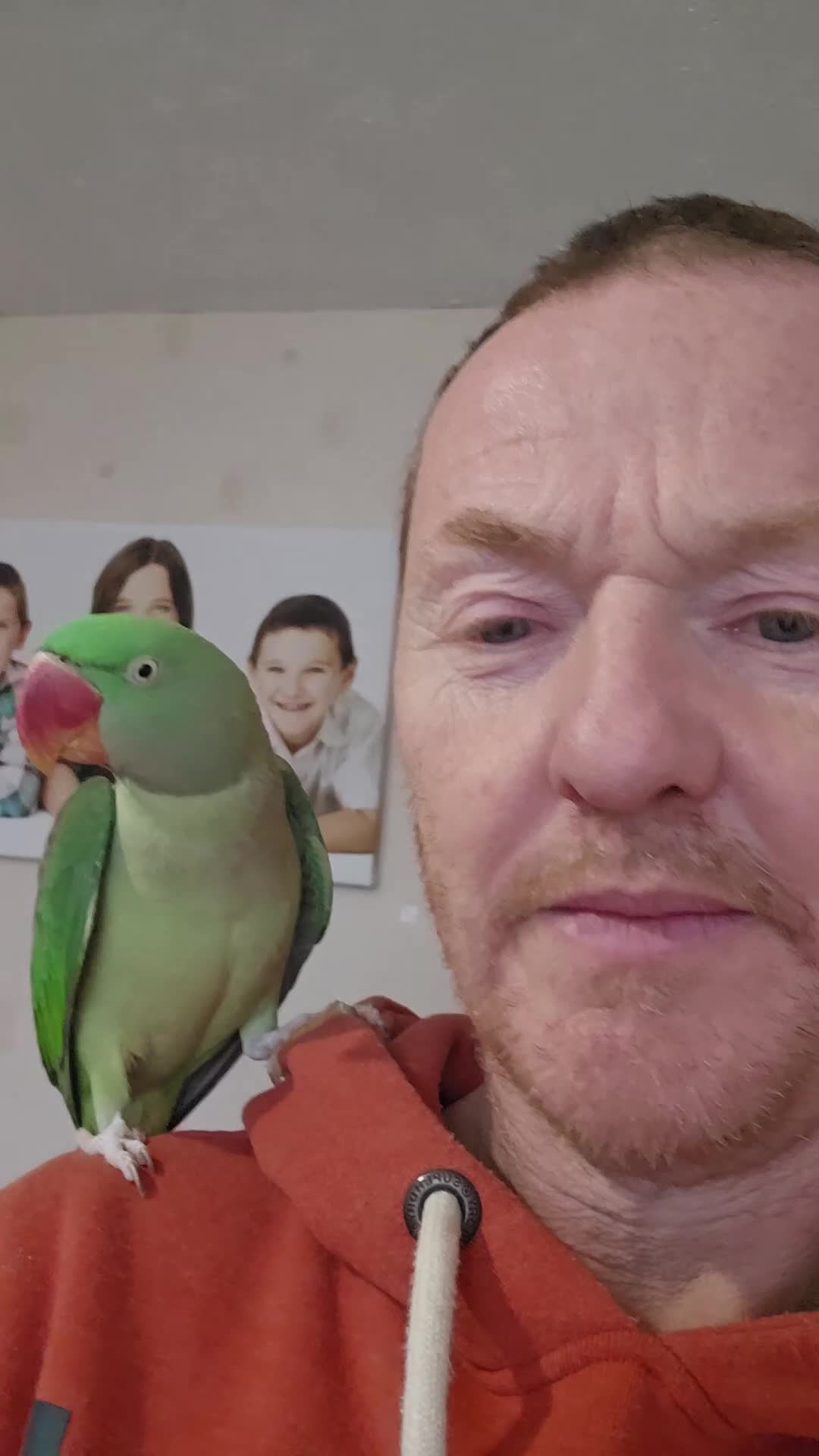 Parrots birds for sale: Alexandrine parrot - Video 3