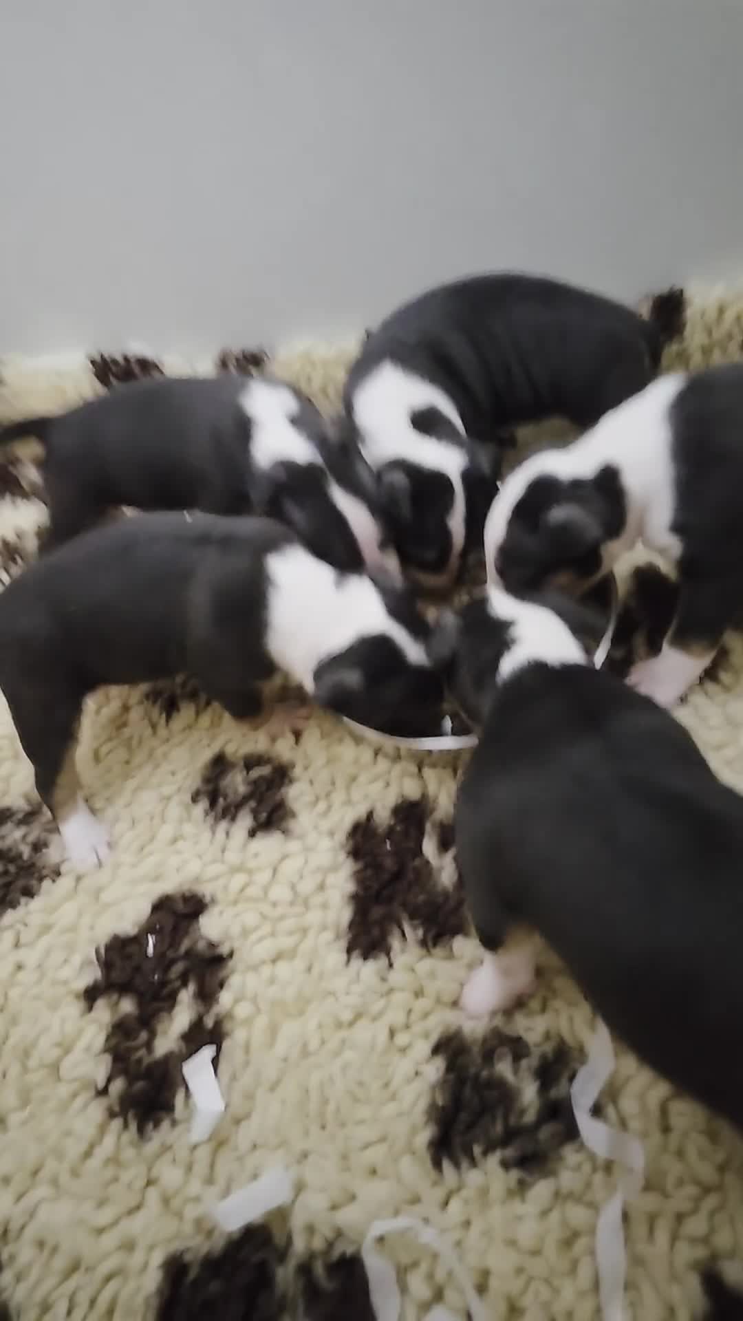 English Bull Terrier dogs for sale: Beautiful Betty  - Video 2