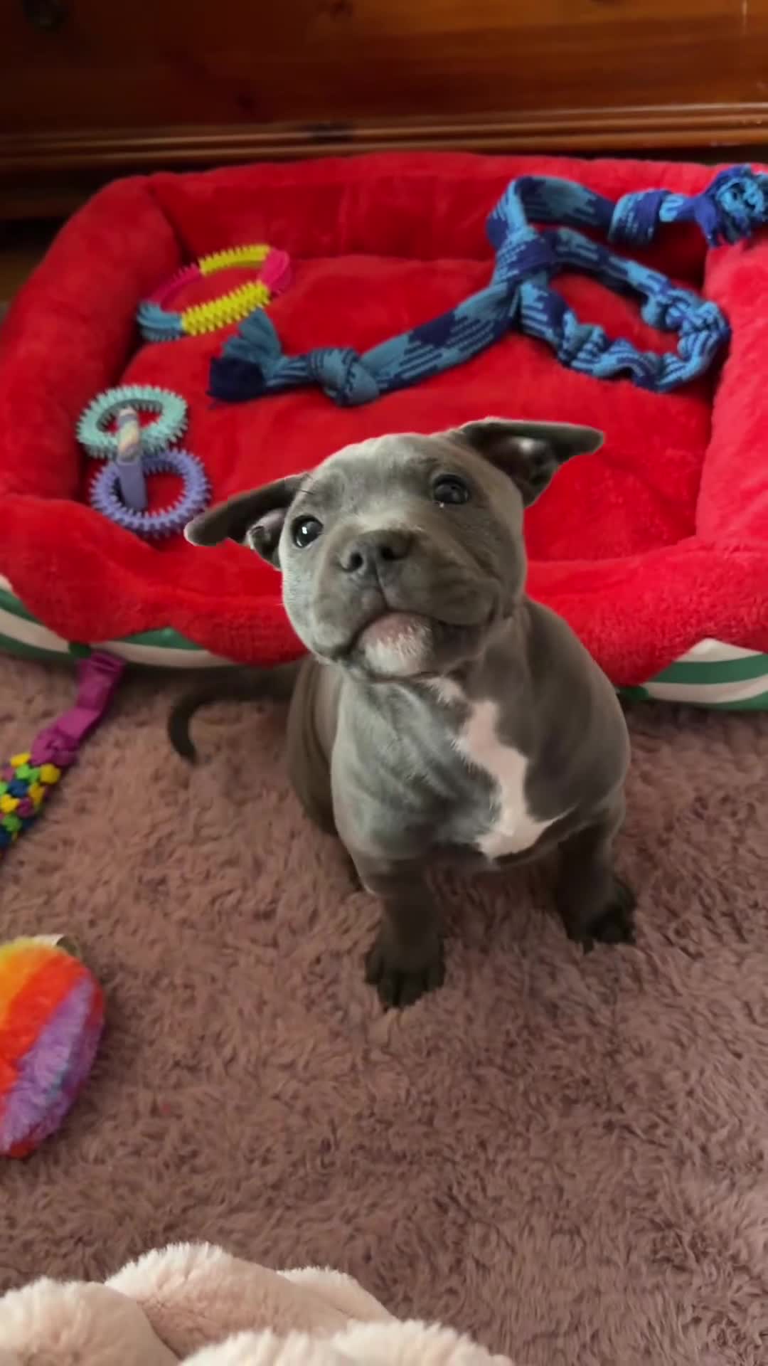 Staffordshire Bull Terrier dogs for sale: Worming Kc Reg %100Pure Staffy Puppies - Video 2