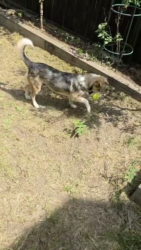 Mixed Breed dogs for adoption: Banjo (terrier mix) in London - Video 2
