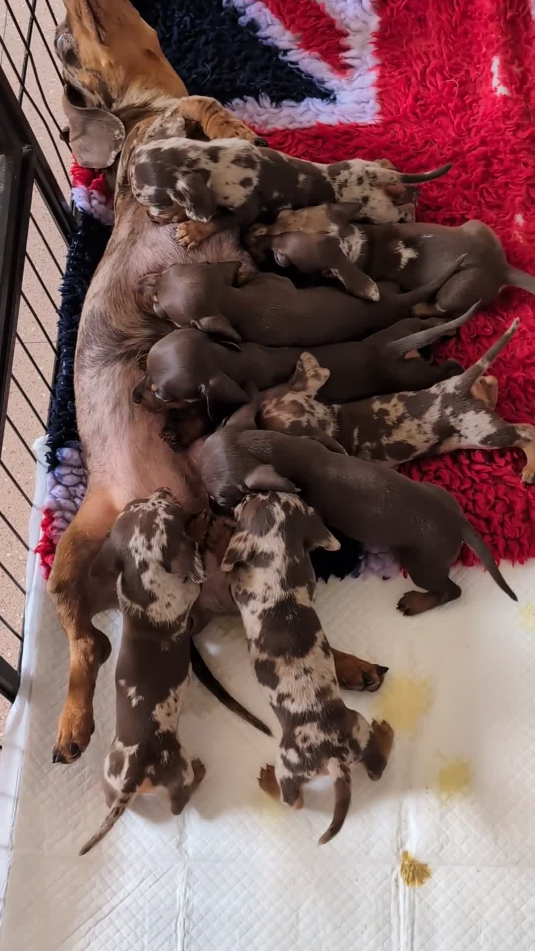 Miniature Dachshund dogs for sale: Miniature dachshund puppies - Video 1