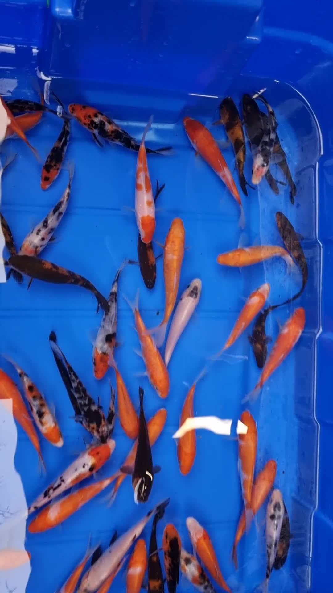 Koi Carp fish for sale: 4 to 5 inch Koi Carp mix pond fish in Chorley - Video 1