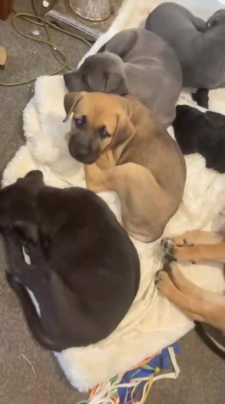 Mixed Breed dogs for sale: Puppies  in Battle - Video 1