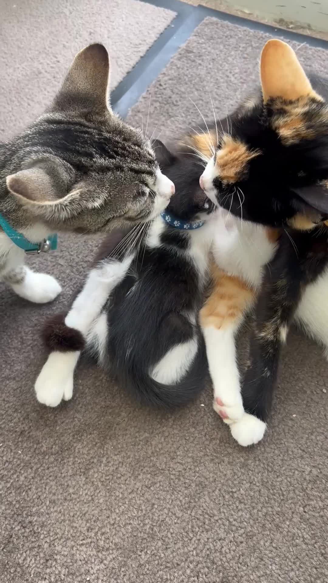 Mixed Breed cats for sale: CLEMMIE’S CUTIES- reduced price due to holidays  - Video 2