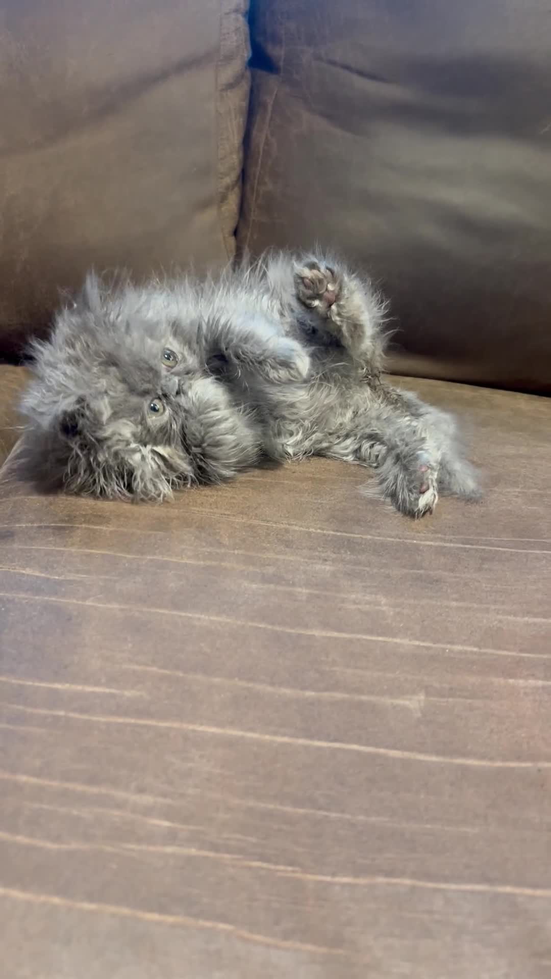 Persian cats for sale: Stunning peke Persian kittens , ready to go  - Video 2