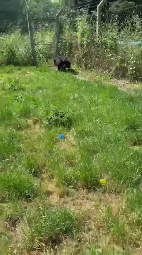 Mixed Breed dogs for adoption: Meet amazing MOOSE!!  - Video 1