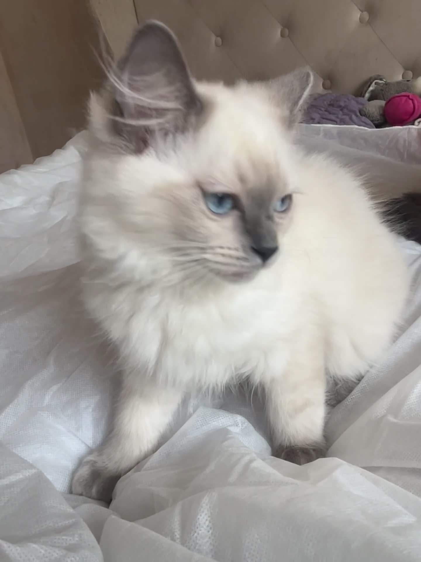 Ragdoll cats for sale: 😸🐾Pure Ragdoll kitties😸🐾 2 male & 1 female🐾😸 - Video 2
