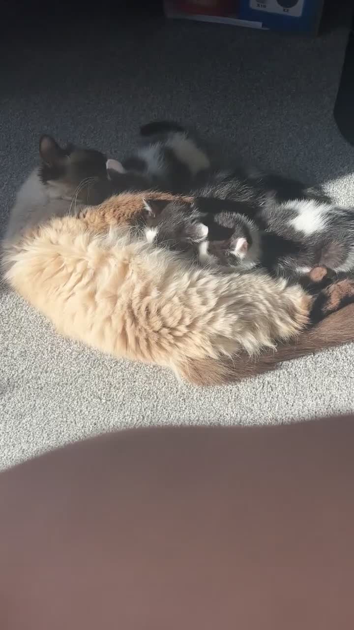 Mixed Breed cats for sale: Maincoon x ragdoll - Video 1
