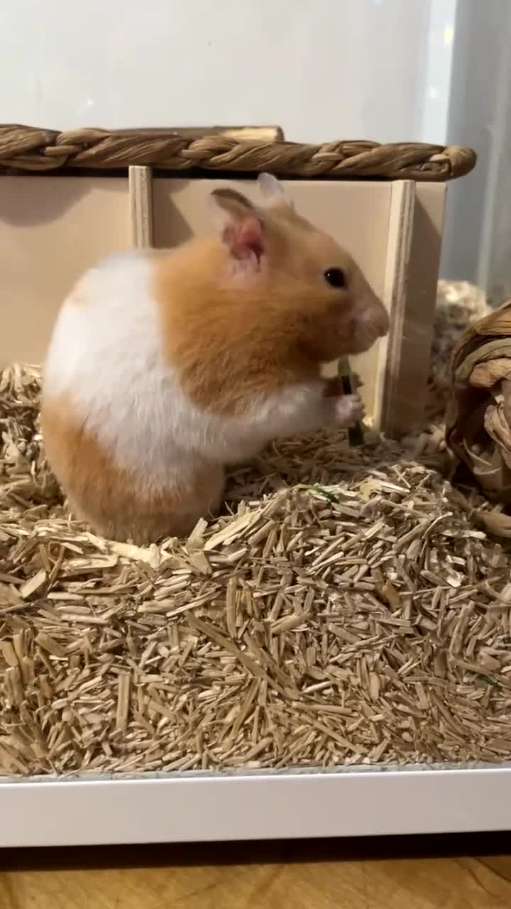 Hamster rodents for sale: Female Syrian hamster - Video 1