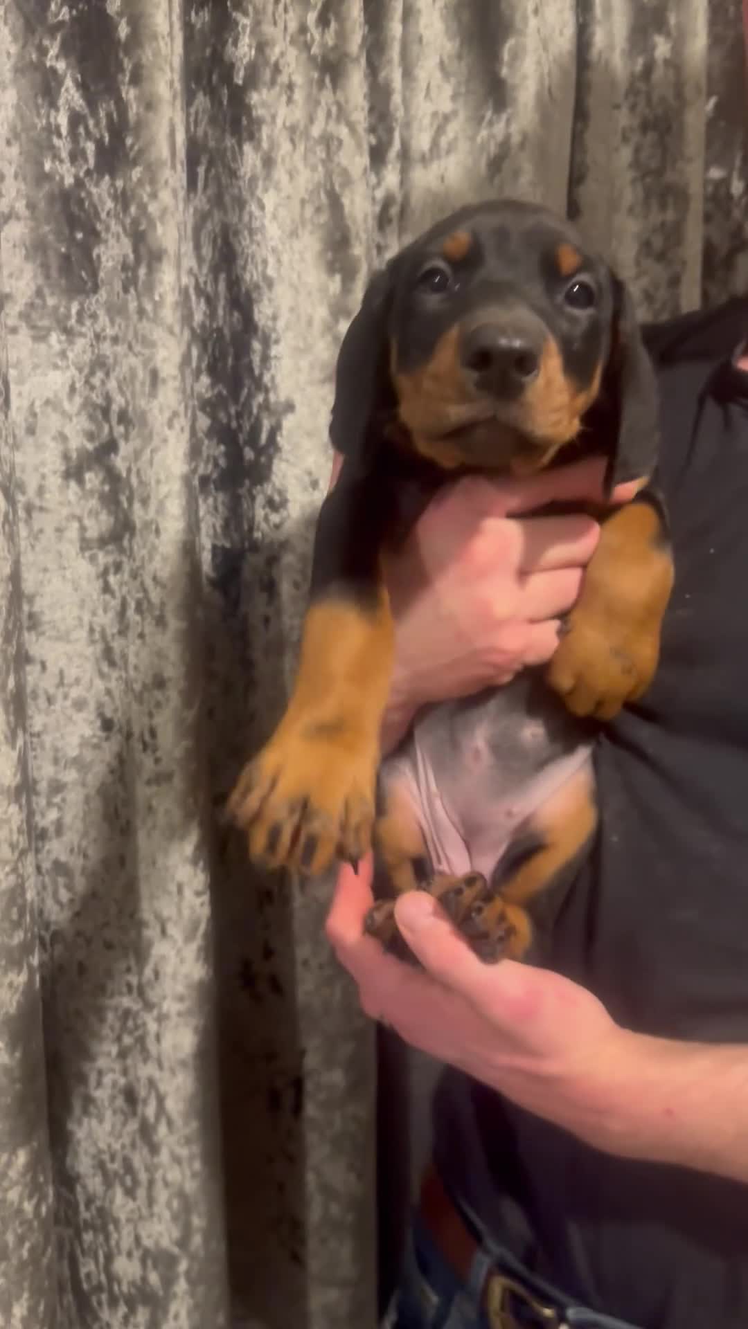 Dobermann dogs for sale: Ready now Black and Tan girls / health tested  - Video 2