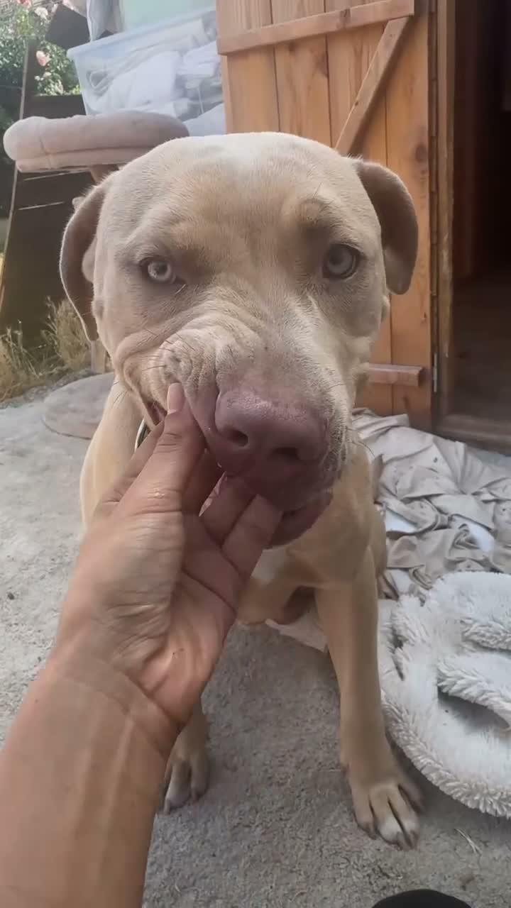 Mixed Breed dogs for sale: Pablo  in Enfield - Video 1