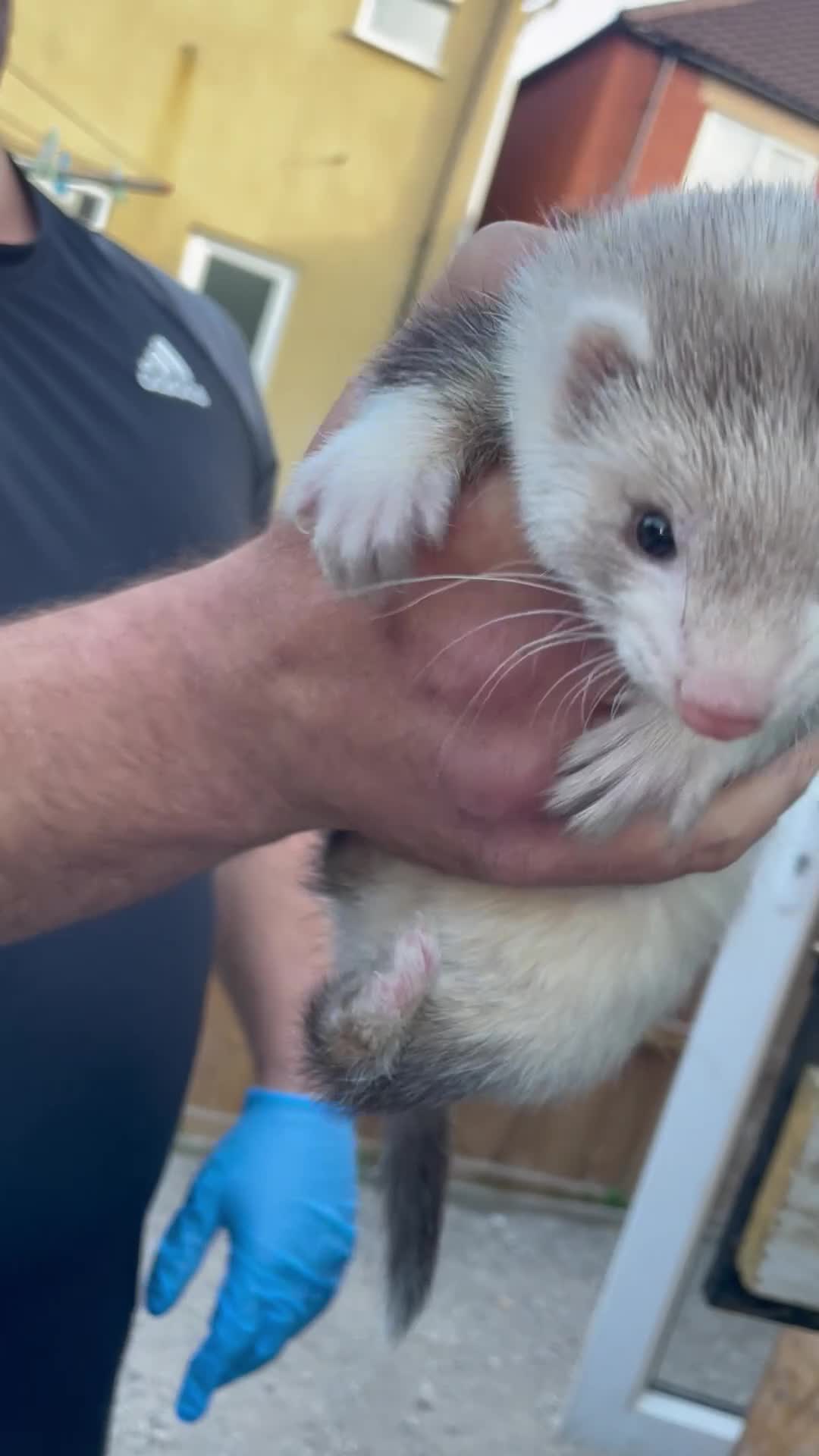 Ferret rodents for sale: Female  in Alfreton - Video 2