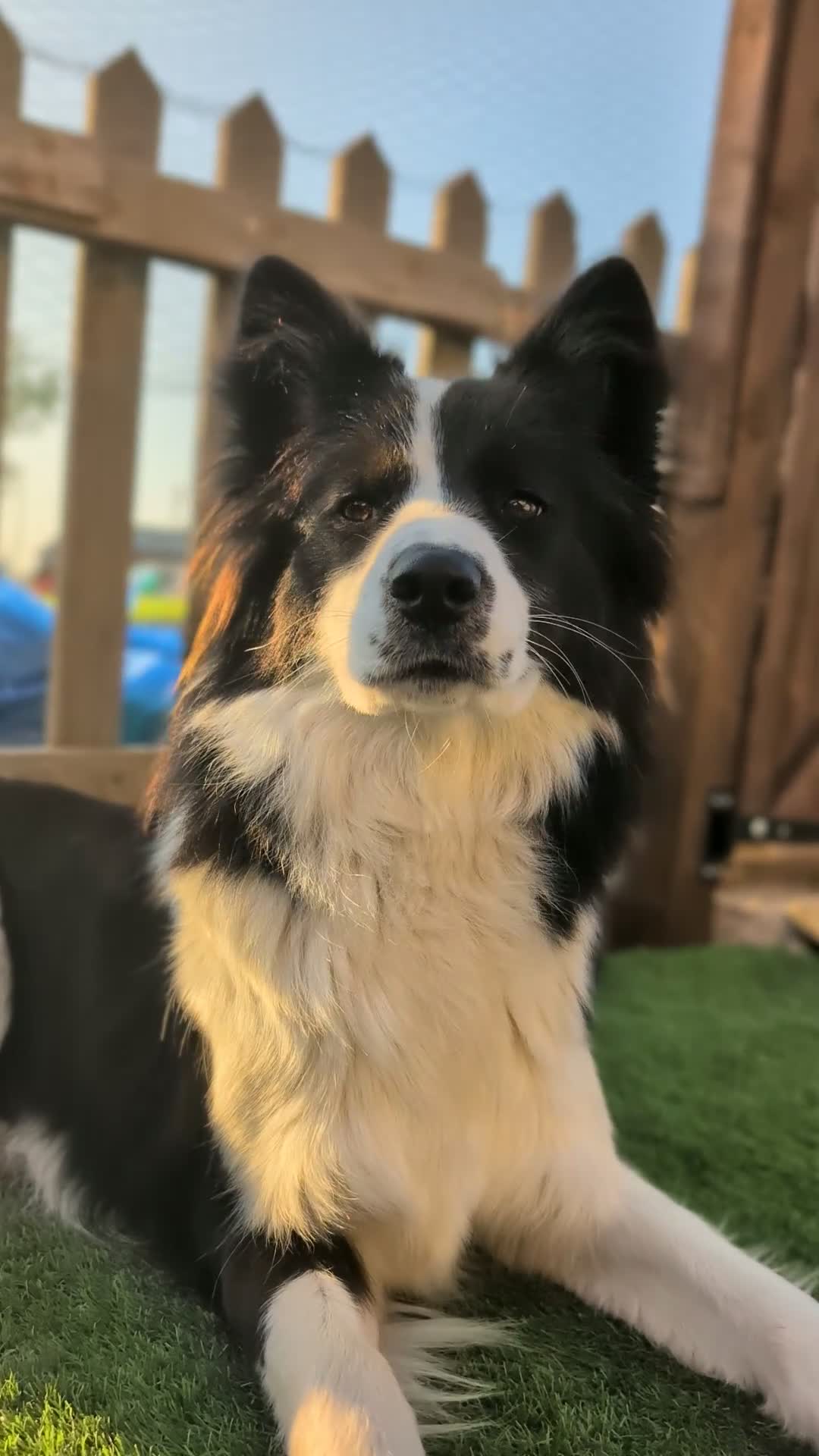 Border Collie dogs for stud: Looking for a stud for February  - Video 2