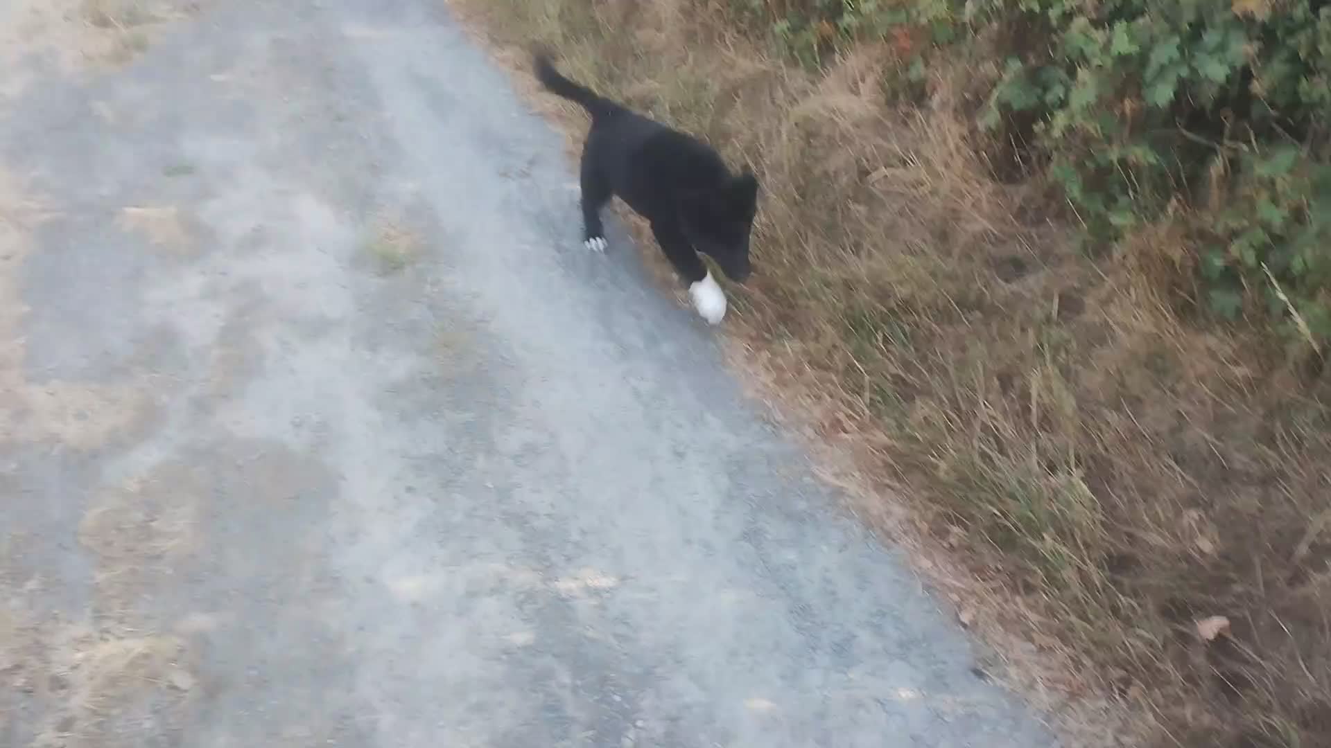 Border Collie dogs for sale: Traditional Border Collie Puppies - Video 1