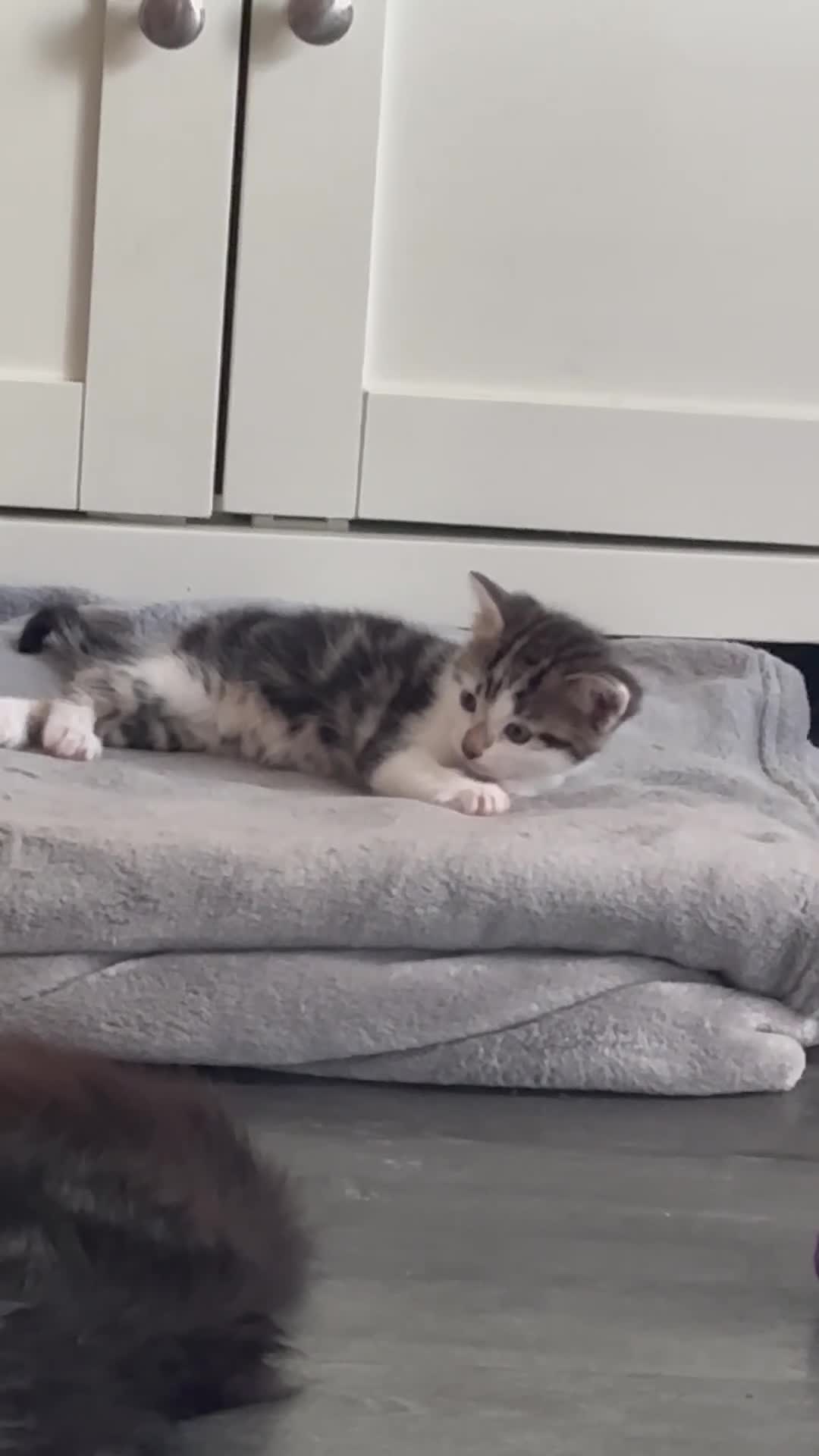 Mixed Breed cats for sale: 4 beautiful, well socialised kittens - Video 1