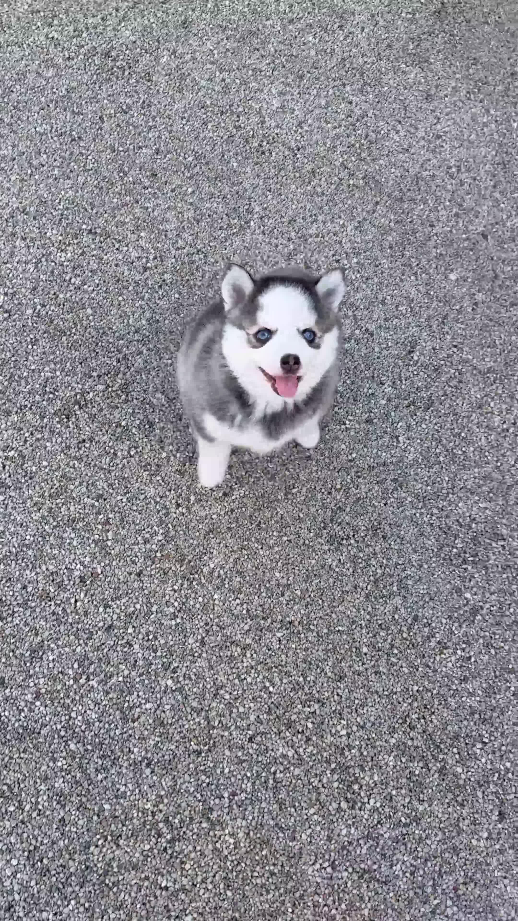 Pomsky dogs for sale: F4 Pomsky Puppies  - Video 1