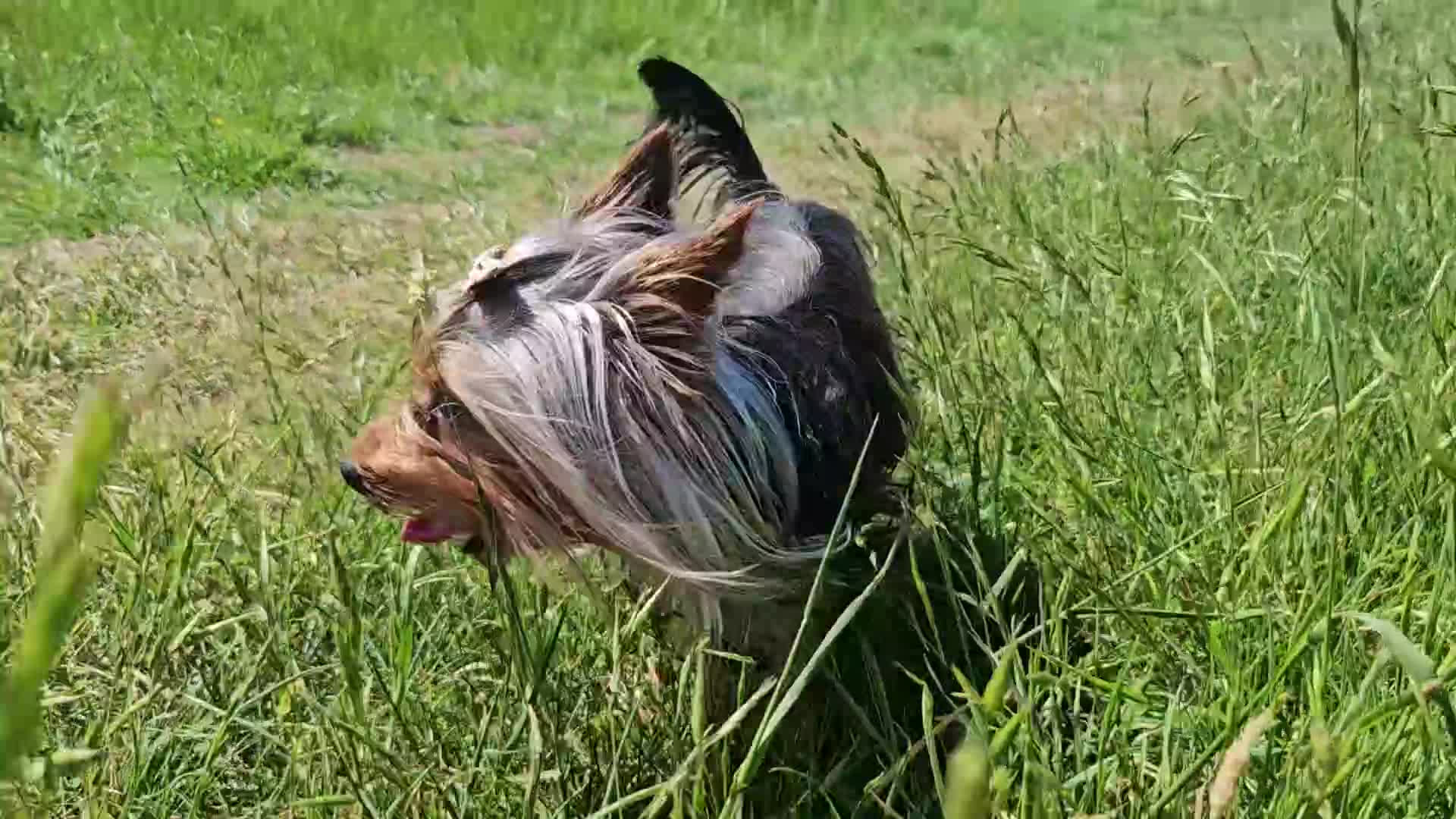 Yorkshire Terrier dogs for stud: Tiny Miniature Experienced Yorkshire Terrier Stud  - Video 3