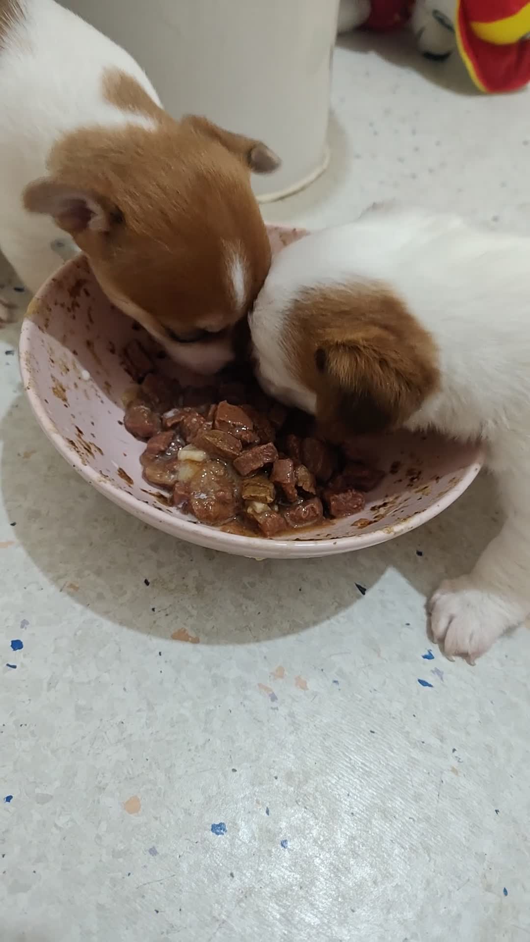 Jack Russell dogs for sale: 2 female mini jack Russell puppies - Video 3