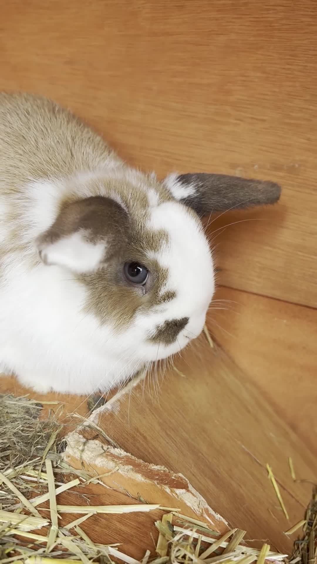 Mixed Breed rabbits for sale: Mini Lop X Netherland Dwarfs - Video 2