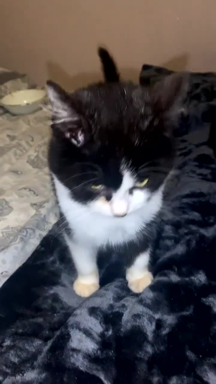 Mixed Breed cats for sale: Kittens for sale - Video 2