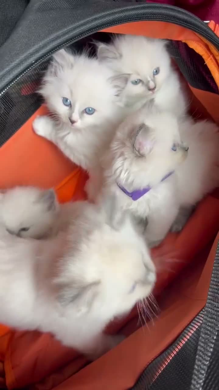 Ragdoll cats for sale: Champion Bred Sire stunning darkblue point kitten  - Video 3