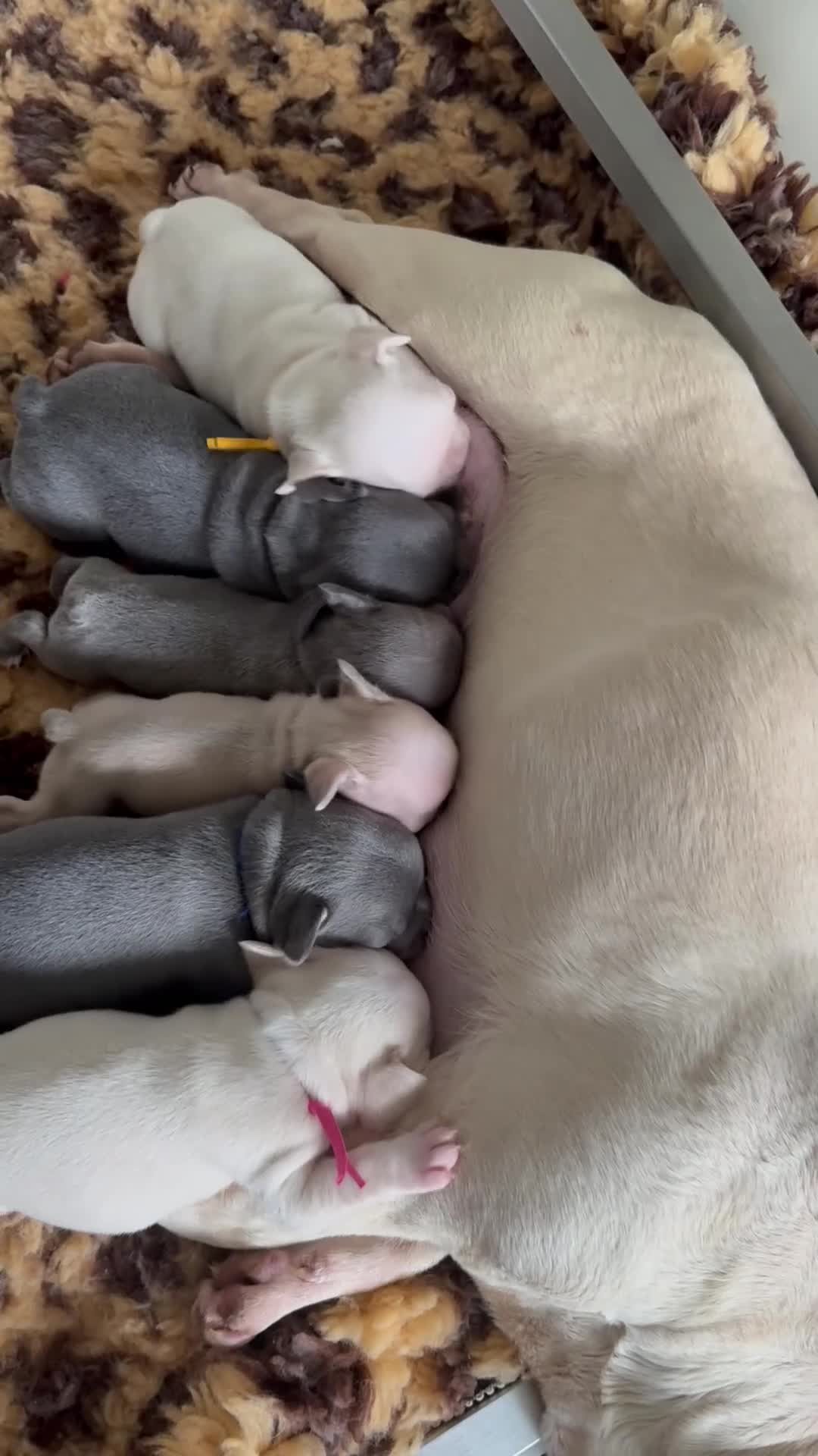 French Bulldog dogs for sale: Highly Health tested French Bulldog Puppies - Video 2