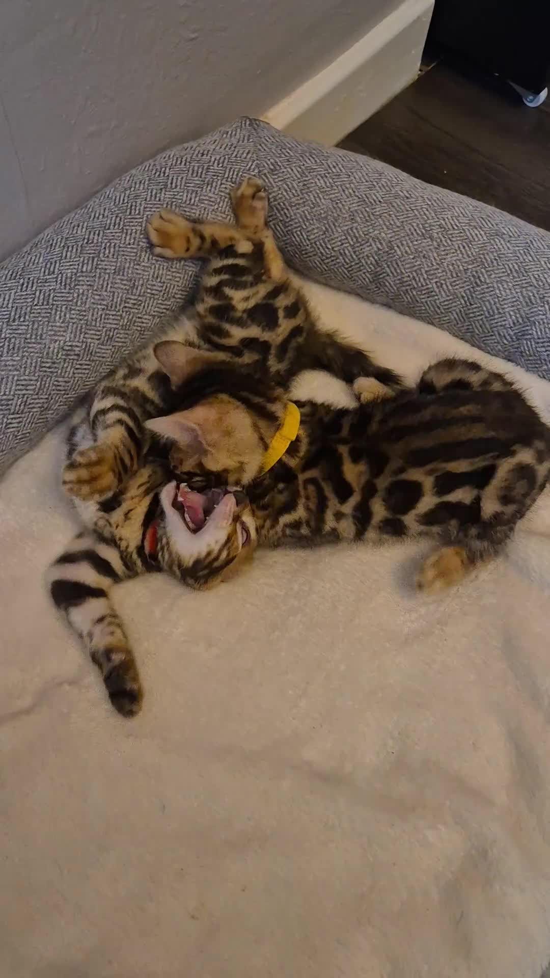 Bengal cats for sale: Bengal Kittens-Reservations Now Open  - Video 4