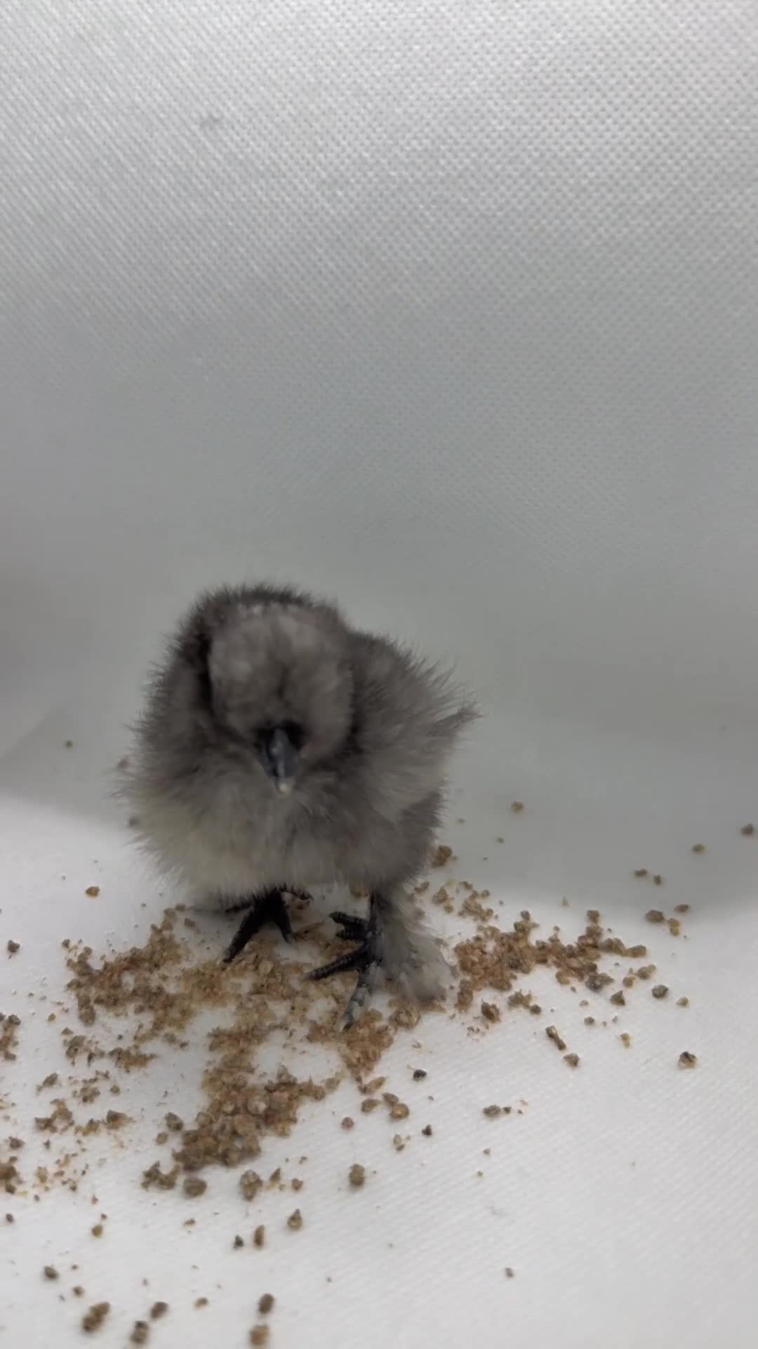 Chickens poultry for sale: Adorable week old chicks - silkies & some mixed  - Video 1