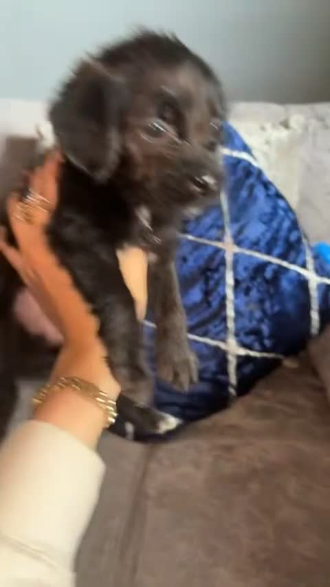 Jug dogs for sale: jugs ready to find ther perfect new homes 🥰 - Video 3